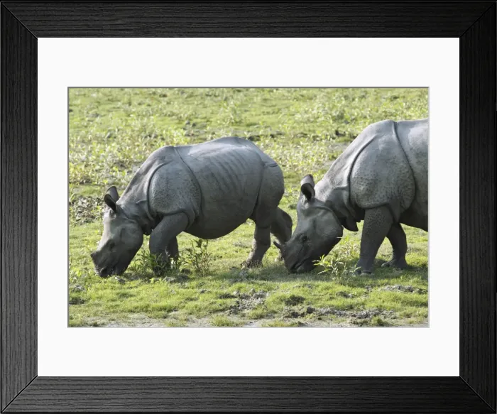 Framed Print : Picture No. 10889946 Framed Print : Picture No. 10889946