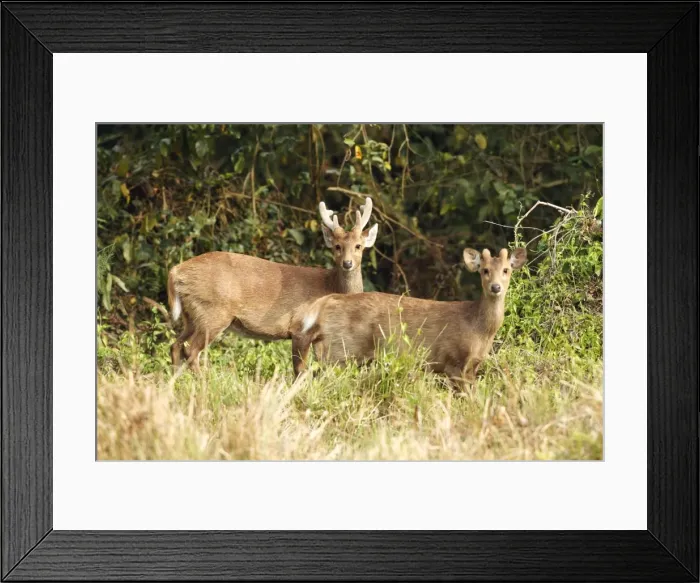 Framed Print : Picture No. 10889950 Framed Print : Picture No. 10889950