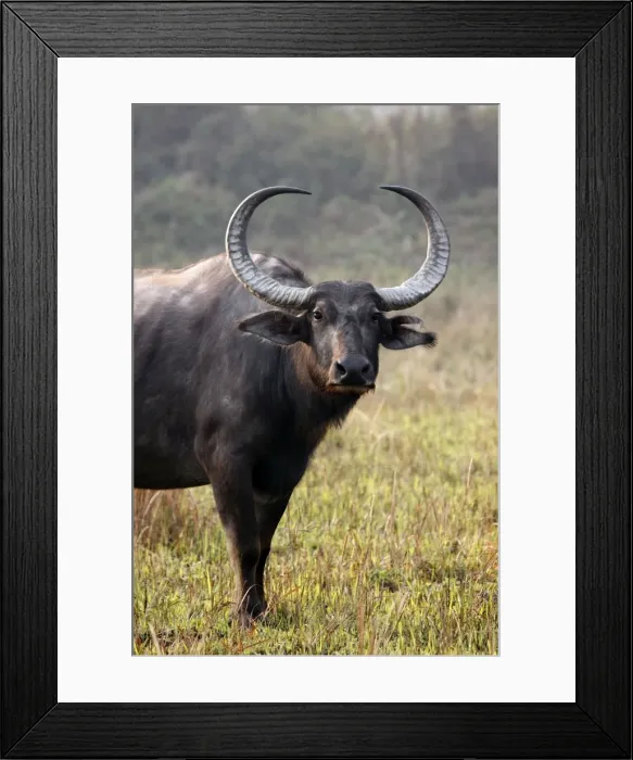 Framed Print : Picture No. 10889947