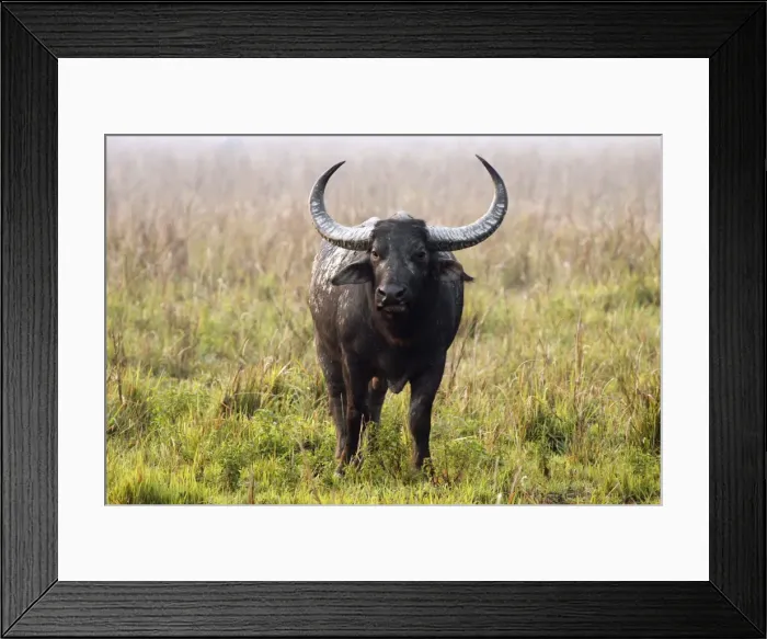 Framed Print : Picture No. 10889955 Framed Print : Picture No. 10889955