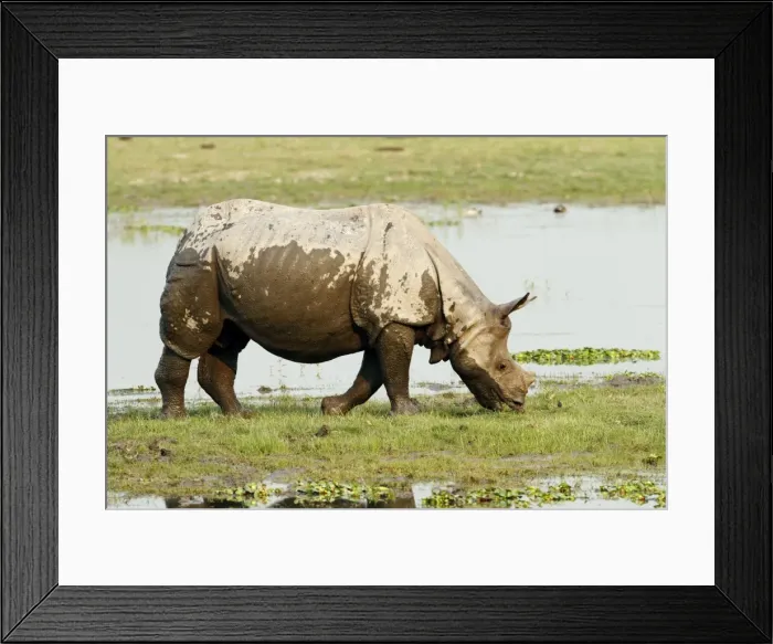 Framed Print : Picture No. 10889957 Framed Print : Picture No. 10889957