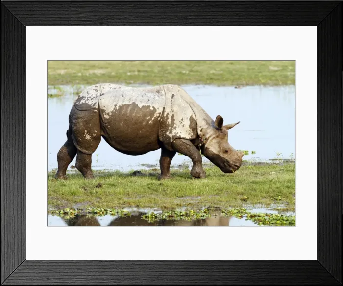Framed Print : Picture No. 10889953 Framed Print : Picture No. 10889953
