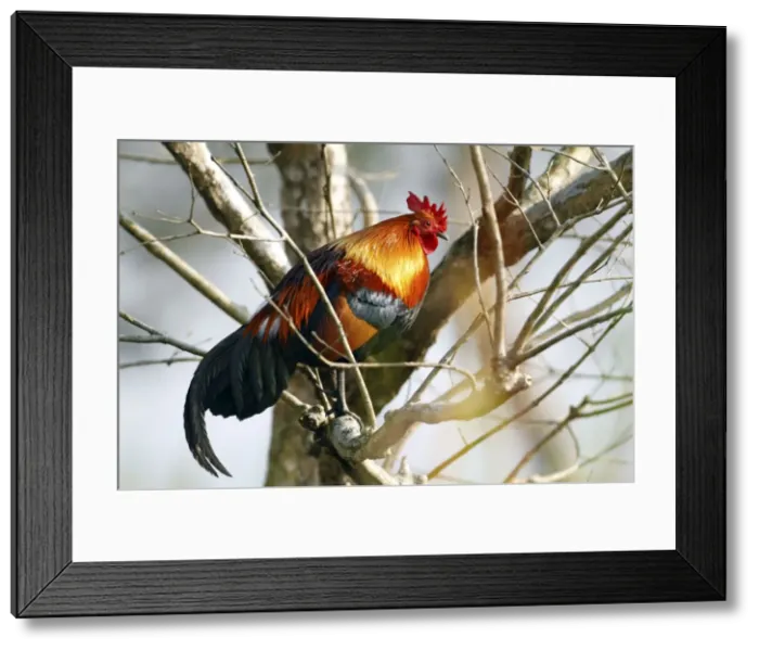 Framed Print : Picture No. 10889956 Framed Print : Picture No. 10889956