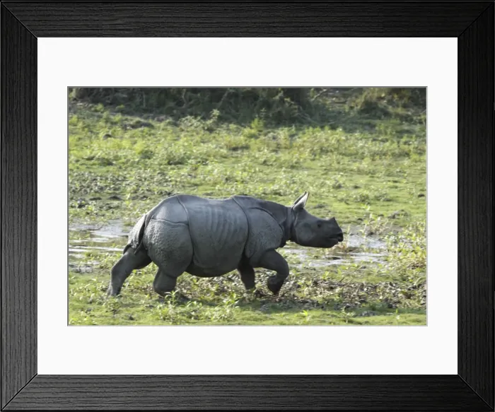 Framed Print : Picture No. 10889959 Framed Print : Picture No. 10889959