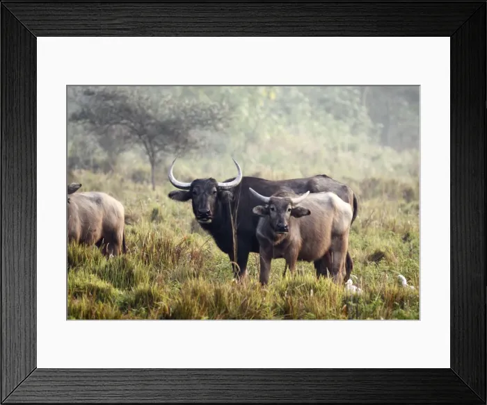 Framed Print : Picture No. 10889963