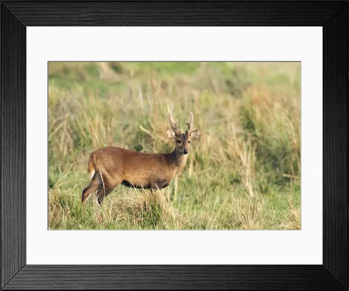 Framed Print : Picture No. 10889958 Framed Print : Picture No. 10889958