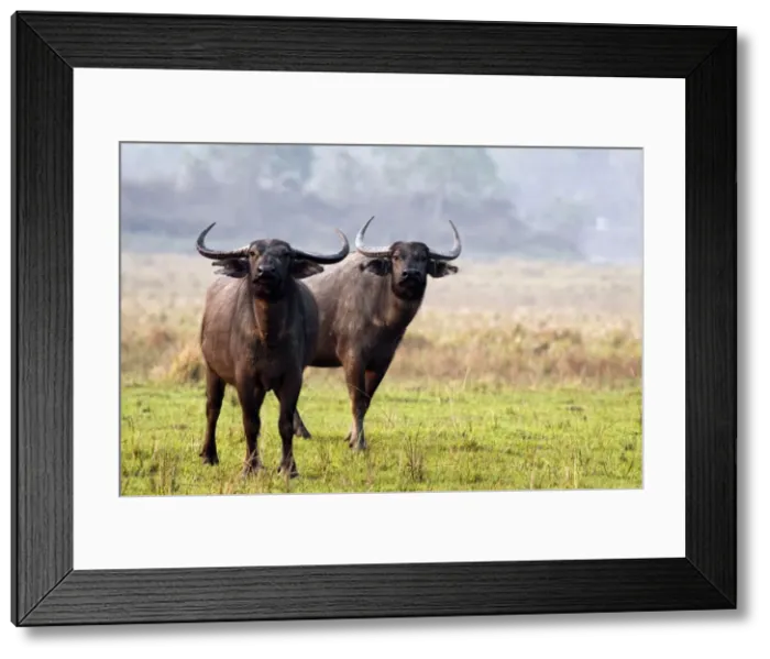Framed Print : Picture No. 10889965 Framed Print : Picture No. 10889965