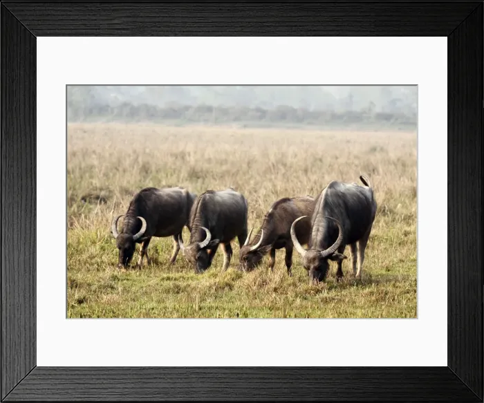 Framed Print : Picture No. 10889964 Framed Print : Picture No. 10889964