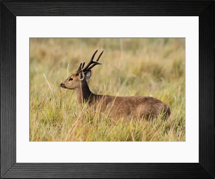 Framed Print : Picture No. 10890011 Framed Print : Picture No. 10890011