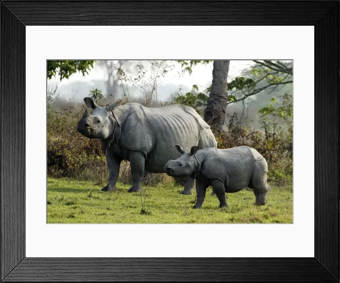 Framed Print : Picture No. 10890013 Framed Print : Picture No. 10890013