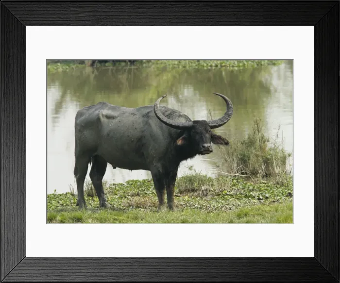 Framed Print : Picture No. 10890012 Framed Print : Picture No. 10890012