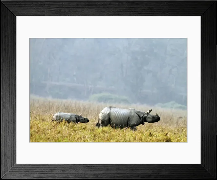 Framed Print : Picture No. 10890017 Framed Print : Picture No. 10890017