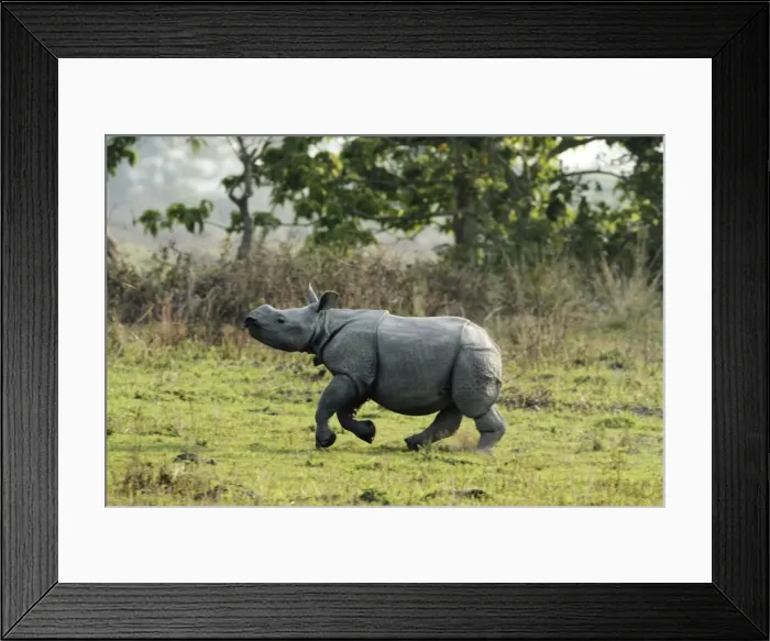 Framed Print : Picture No. 10890019 Framed Print : Picture No. 10890019