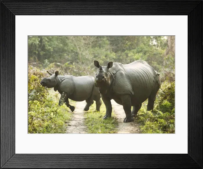 Framed Print : Picture No. 10890025 Framed Print : Picture No. 10890025