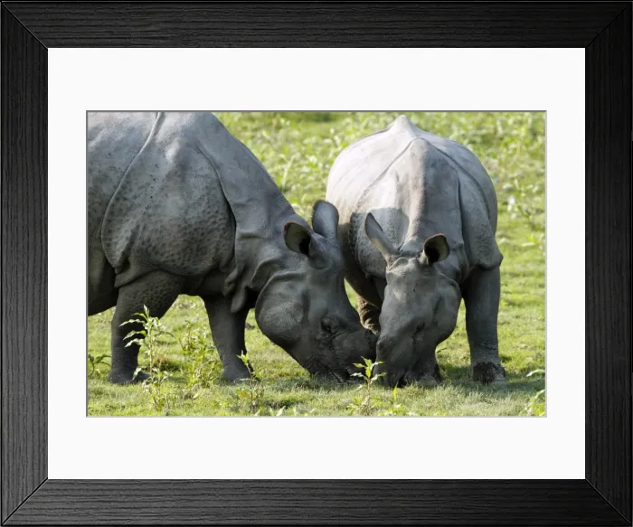 Framed Print : Picture No. 10890023 Framed Print : Picture No. 10890023