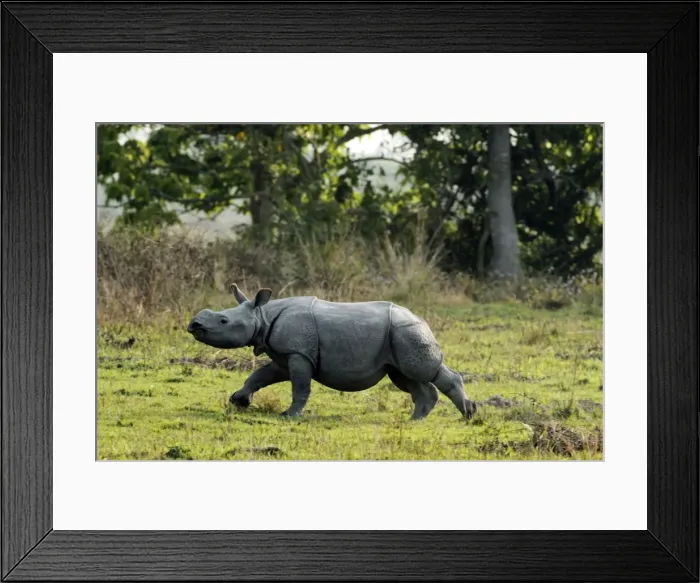 Framed Print : Picture No. 10890027 Framed Print : Picture No. 10890027