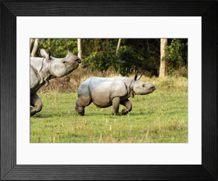 Framed Print : Picture No. 10890029 Framed Print : Picture No. 10890029