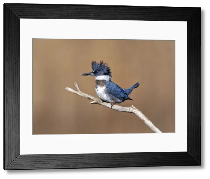 Framed Print : Picture No. 10890031 Framed Print : Picture No. 10890031