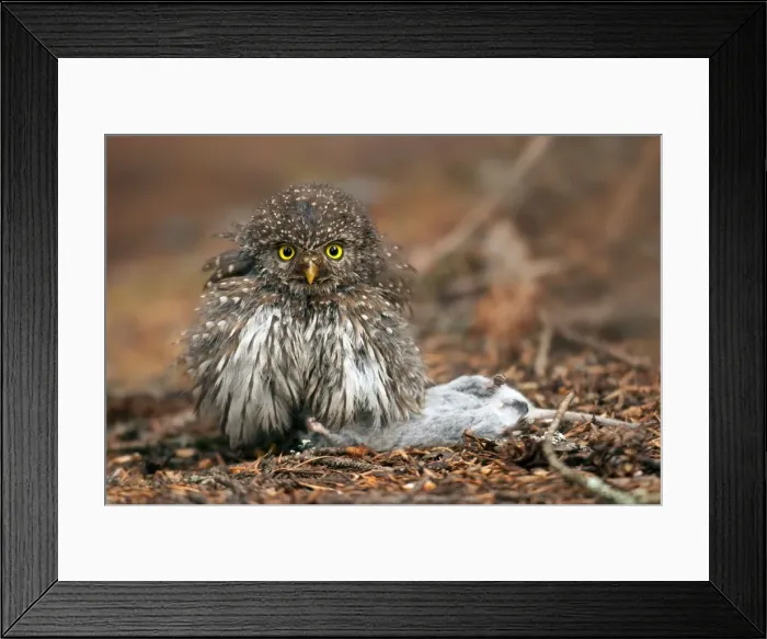 Framed Print : Picture No. 10890032 Framed Print : Picture No. 10890032