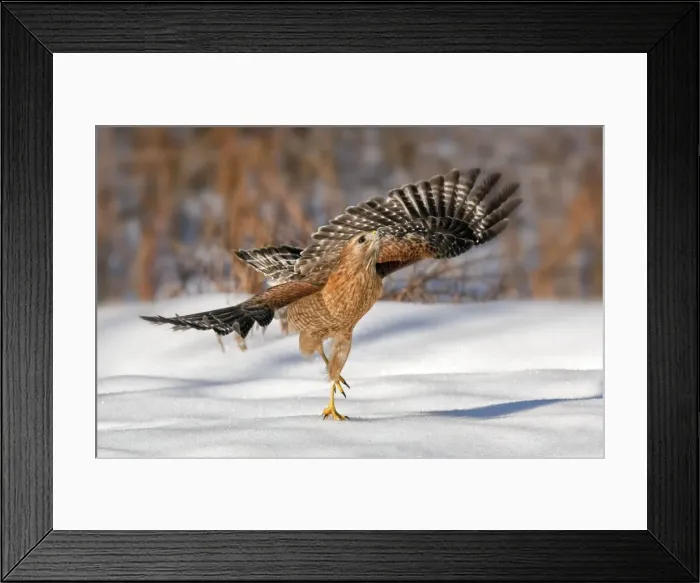 Framed Print : Picture No. 10890036 Framed Print : Picture No. 10890036