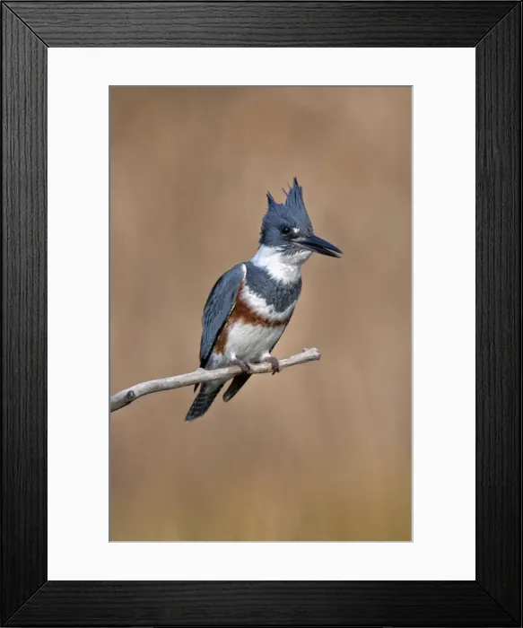 Framed Print : Picture No. 10890033 Framed Print : Picture No. 10890033