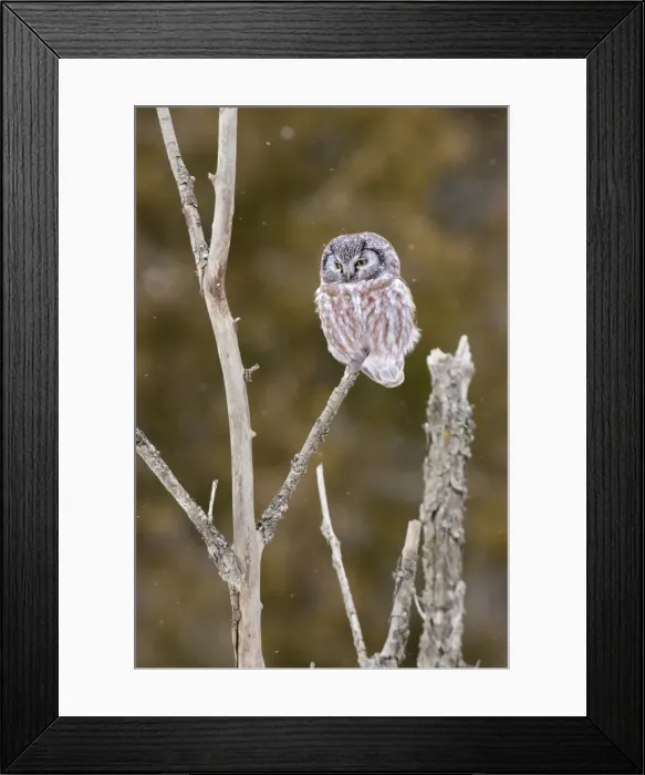 Framed Print : Picture No. 10890034 Framed Print : Picture No. 10890034