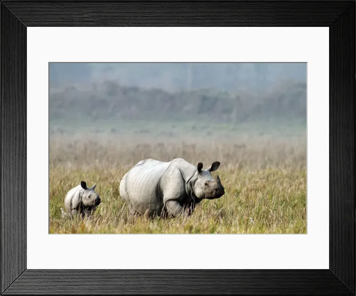 Framed Print : Picture No. 10890028 Framed Print : Picture No. 10890028