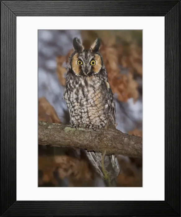 Framed Print : Picture No. 10890037