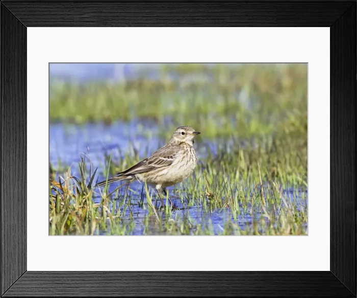 Framed Print : Picture No. 10890040