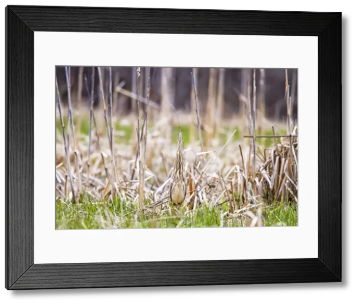 Framed Print : Picture No. 10890039 Framed Print : Picture No. 10890039