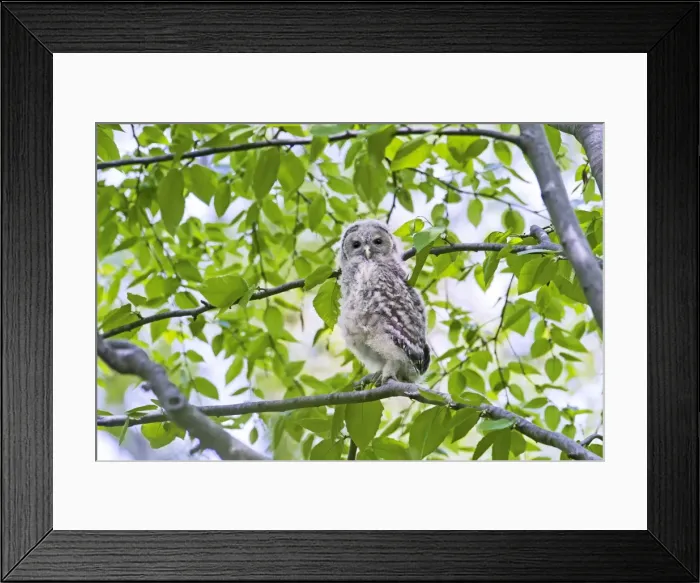 Framed Print : Picture No. 10890045 Framed Print : Picture No. 10890045