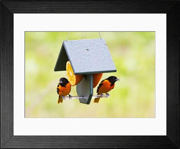 Framed Print : Picture No. 10890044 Framed Print : Picture No. 10890044