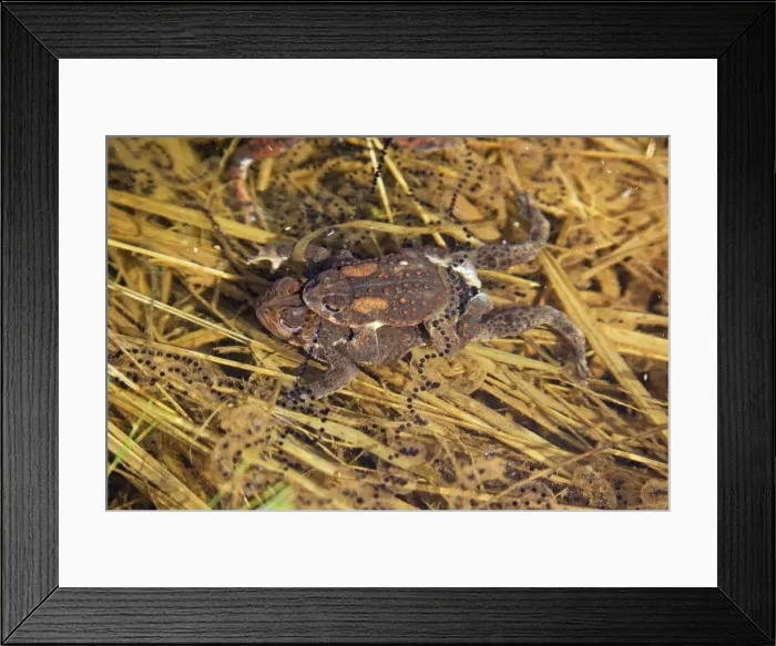 Framed Print : Picture No. 10890042 Framed Print : Picture No. 10890042