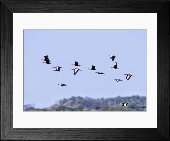 Framed Print : Picture No. 10890046 Framed Print : Picture No. 10890046