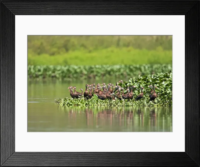 Framed Print : Picture No. 10890048 Framed Print : Picture No. 10890048
