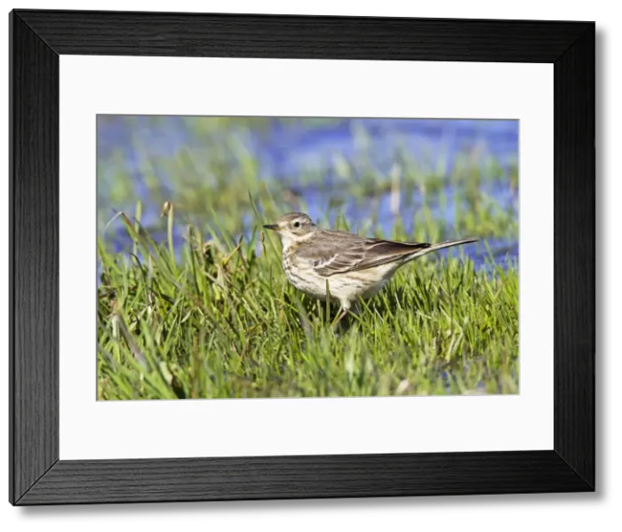 Framed Print : Picture No. 10890041 Framed Print : Picture No. 10890041