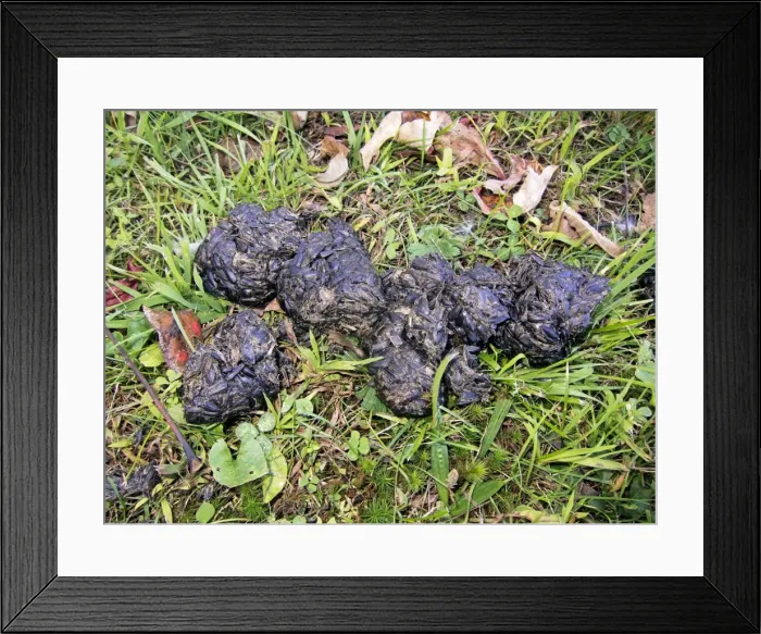 Framed Print : Picture No. 10890049 Framed Print : Picture No. 10890049