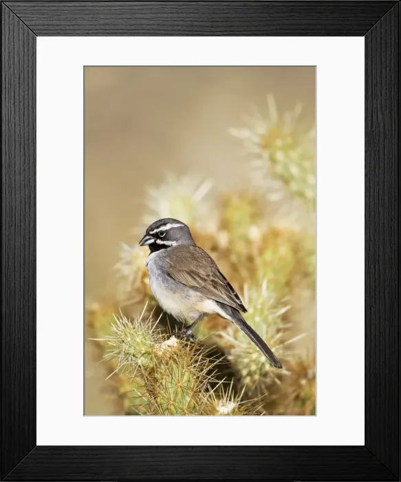 Framed Print : Picture No. 10890052 Framed Print : Picture No. 10890052