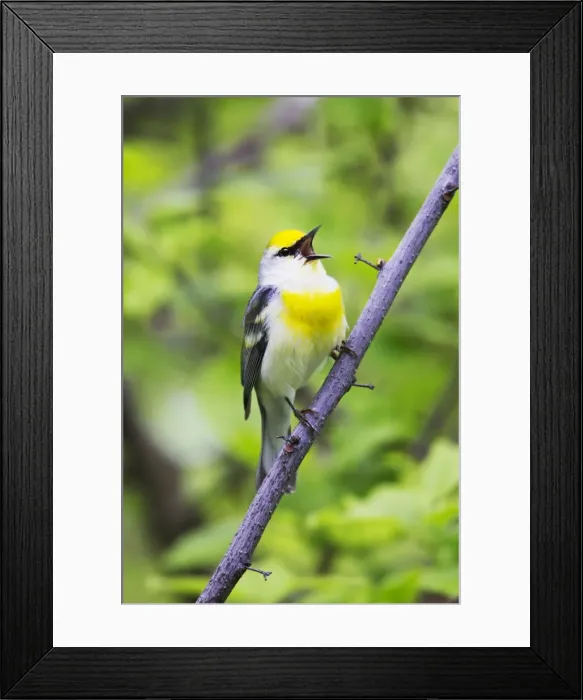 Framed Print : Picture No. 10890051