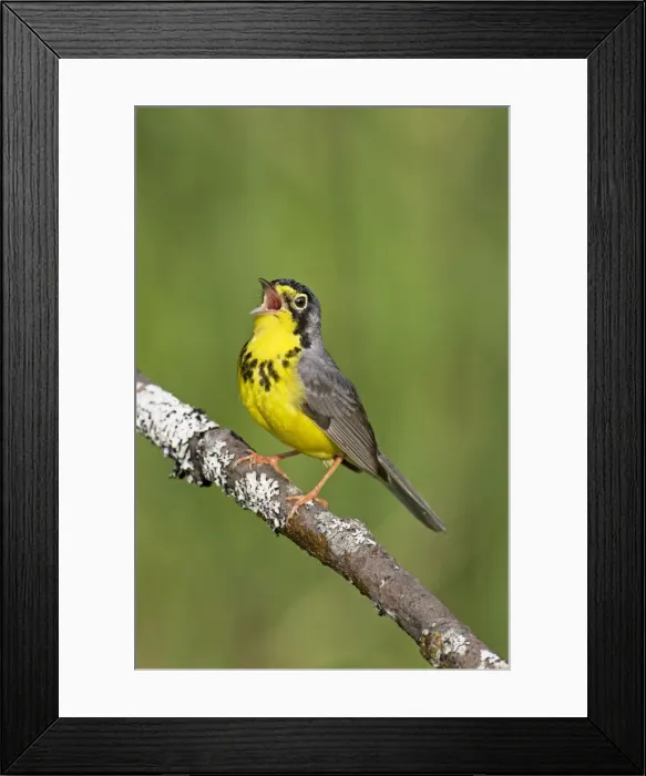Framed Print : Picture No. 10890054 Framed Print : Picture No. 10890054