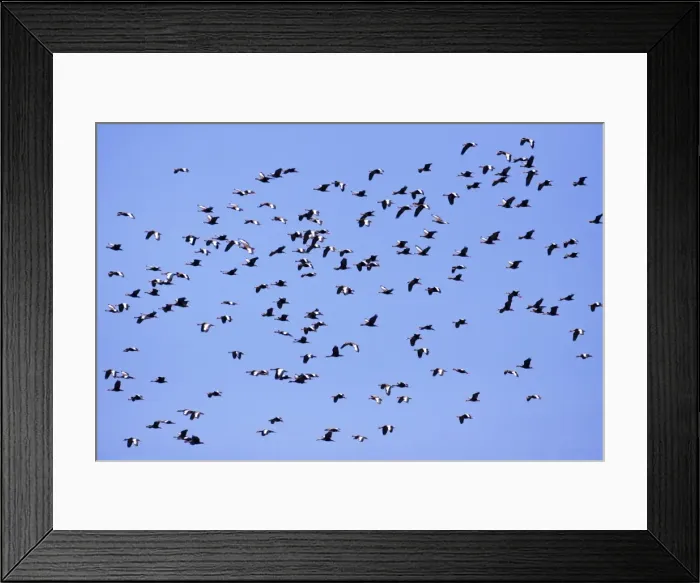 Framed Print : Picture No. 10890047 Framed Print : Picture No. 10890047