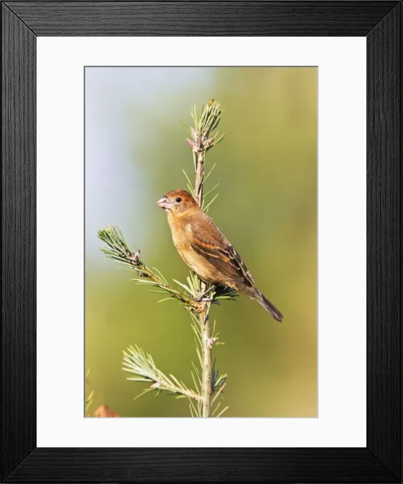 Framed Print : Picture No. 10890050 Framed Print : Picture No. 10890050
