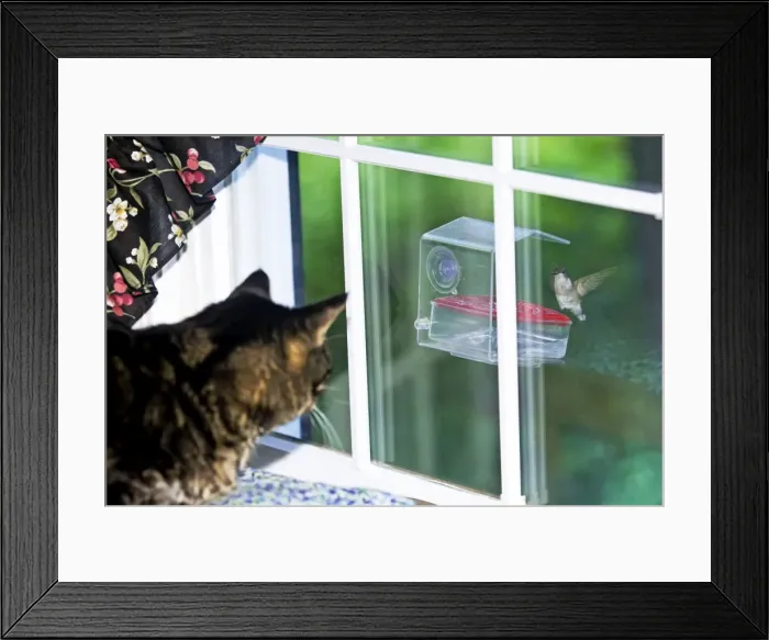 Framed Print : Picture No. 10890053 Framed Print : Picture No. 10890053