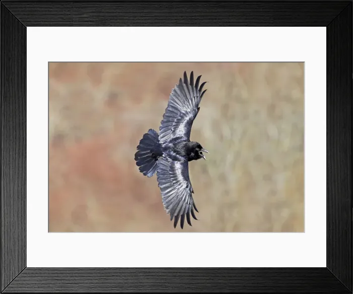 Framed Print : Picture No. 10890056 Framed Print : Picture No. 10890056