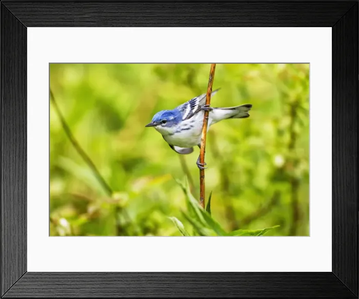 Framed Print : Picture No. 10890055 Framed Print : Picture No. 10890055