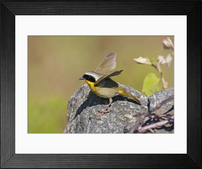 Framed Print : Picture No. 10890060 Framed Print : Picture No. 10890060