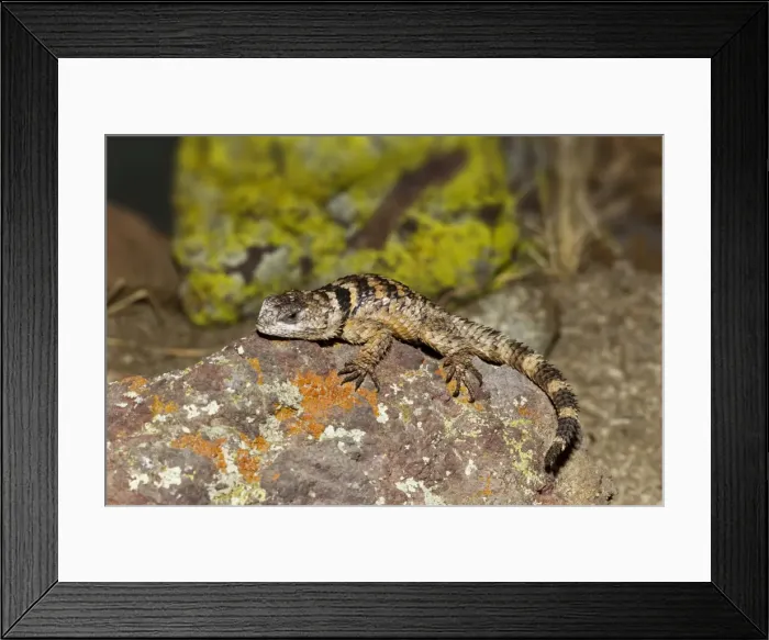 Framed Print : Picture No. 10890062