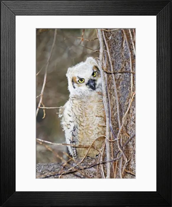 Framed Print : Picture No. 10890064 Framed Print : Picture No. 10890064