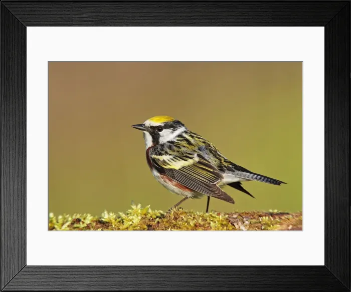 Framed Print : Picture No. 10890063 Framed Print : Picture No. 10890063