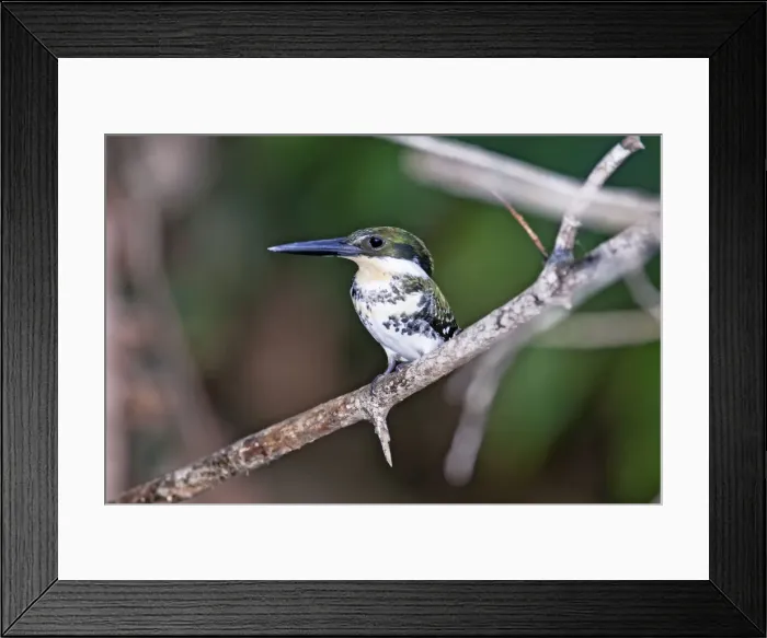Framed Print : Picture No. 10890065 Framed Print : Picture No. 10890065